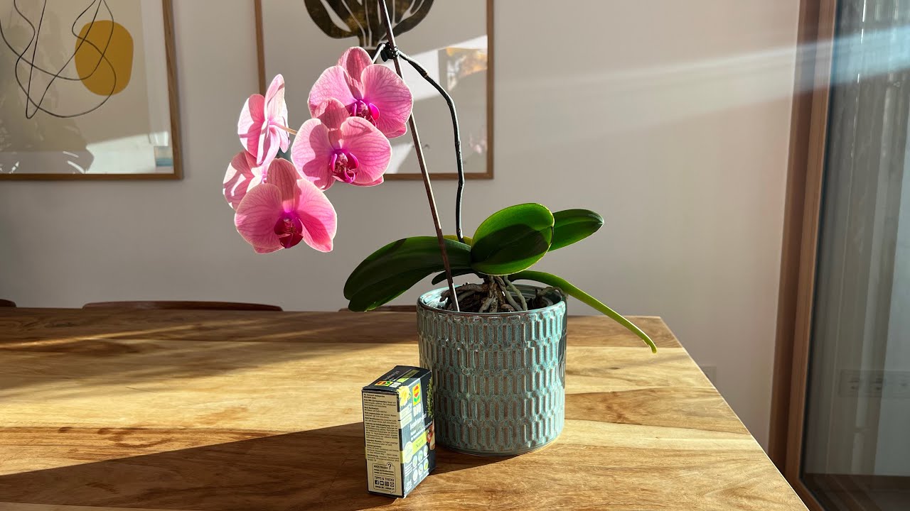 Wie Orchideen Thripse bekämpfen?
