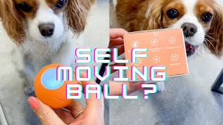 Cheerble Wicked Ball SE // Interactive Dog Toy for small dogs