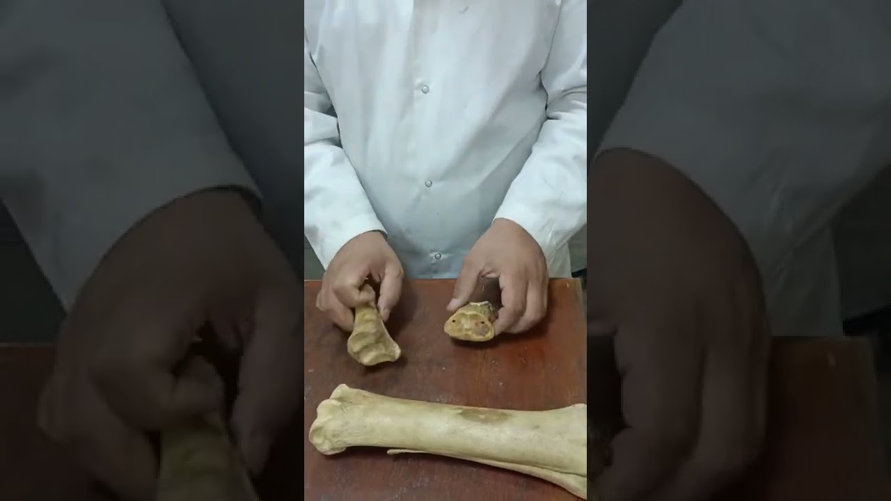 phalanges of the horse دكتور رمضان ساري