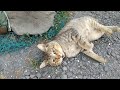 お盆前の近況報告と猫支援感謝 #野良猫 #地域猫 #保護猫