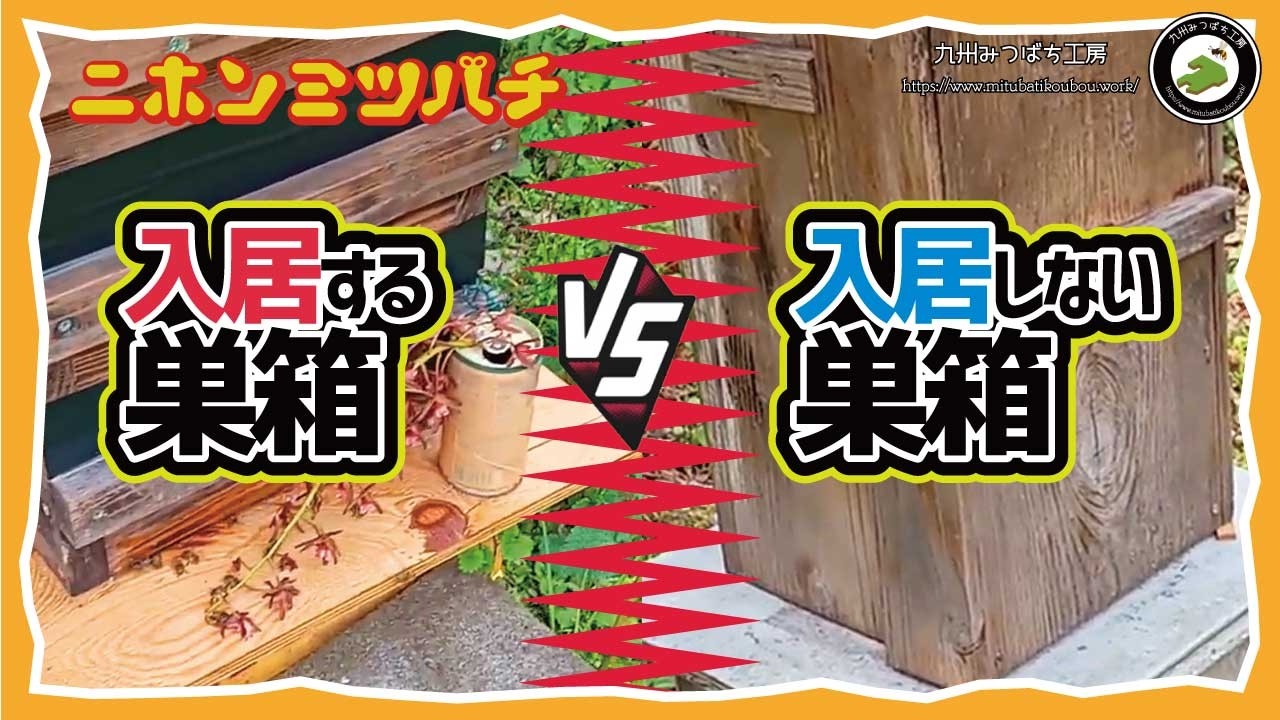ミツバチが本当に選ぶ巣箱は？「分蜂時期の飼育場の様子」日本みつばちの養蜂 How to Beekeeping