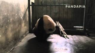 pandapia 20140730-太陽室內-娅星-娅星抱著星願輕松的躺著，但是星願好像不太舒服，于是呼喚媽媽換一個姿勢，于是娅星爬起來，團成一團趴下了
