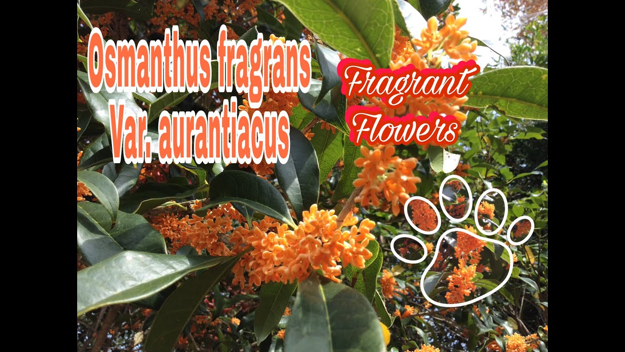 OSMANTHUS FRAGRANS VAR. AURANTIACUS ♾ FRAGRANT FLOWERS ♾ JAPAN LOVER