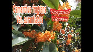Osmanthus Fragrans Var. Aurantiacus Fragrant Flowers Japan Lover