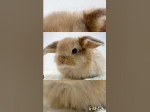 УРАА!! Я КУПИЛА СЕБЕ ПИТОМЦА!! КАК ТЫ ДУМАЕШЬ