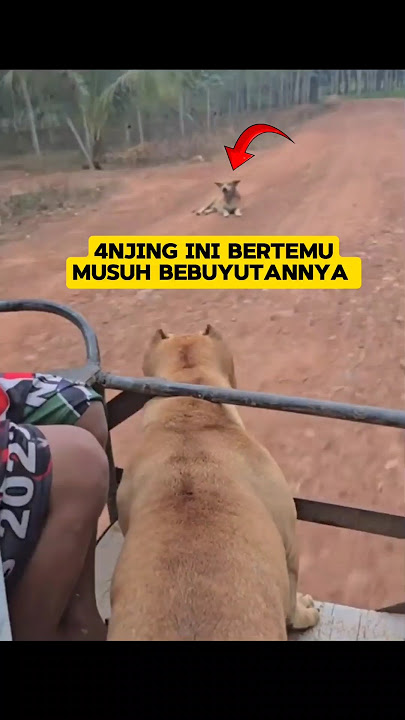 Bertemu musuh bebuyutan di jalan ‼️