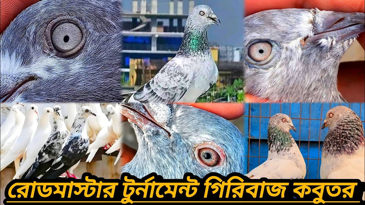 #সিলভার,বেজি,হেমার,পাঙ্খী,সাপ চিলা,লাল গিয়ারের গড়া,রাজশাহী গিরিবাজ, চিতা,খাকি##