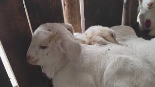 A New Season of Life – Baby Goats Born at 30th Parallel North Farm