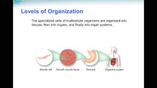 Homeostasis and cell levels