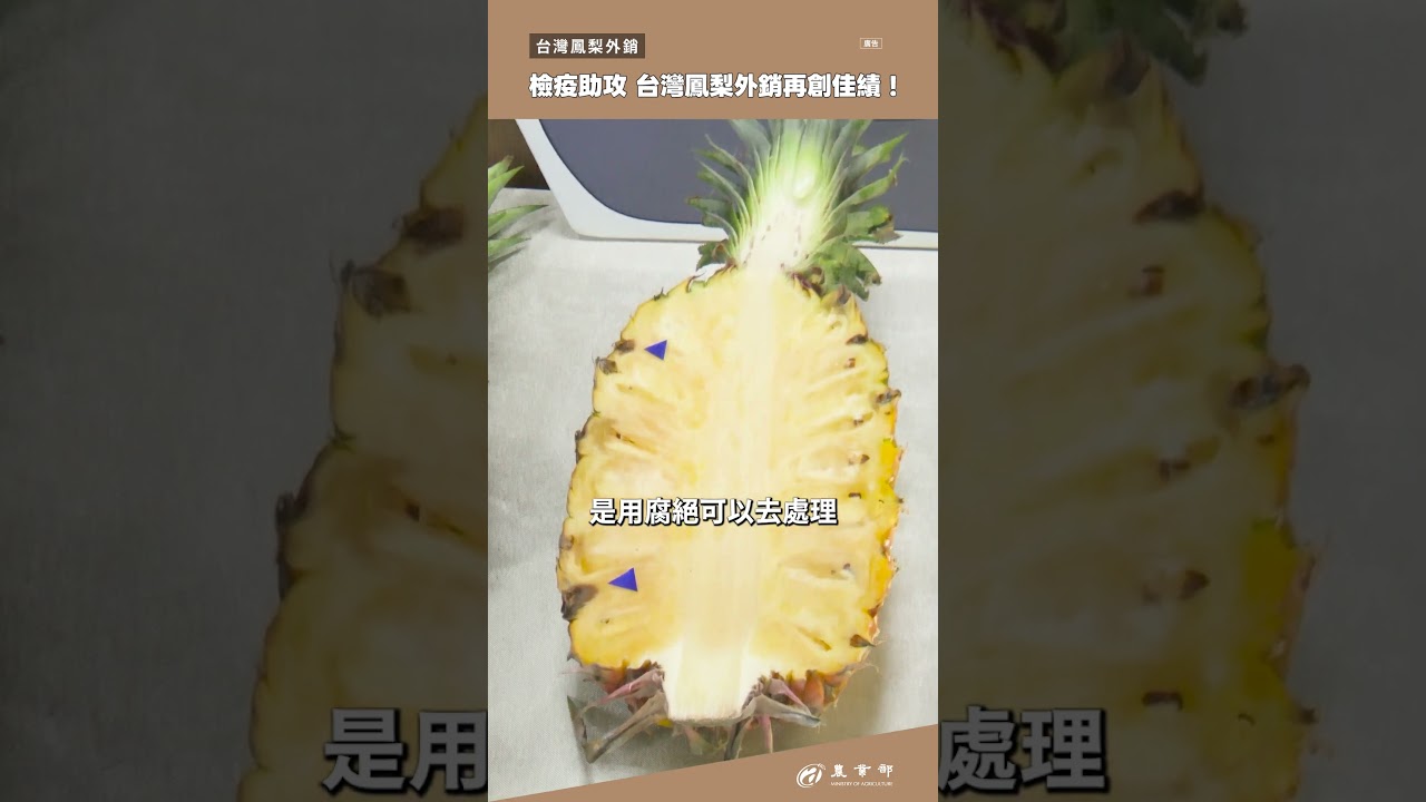 台灣鳳梨外銷再創佳績！攻克各種難題，突破檢疫障礙！ 縮圖