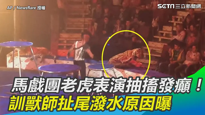 馬戲團老虎表演抽搐發癲！ 訓獸師扯尾潑水背後原因曝｜三立新聞網 SETN.com - 天天要聞