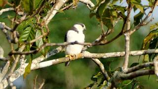 Pearl Kite
