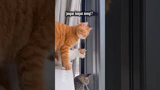 alamat geger #cat #imut #yt #kucing #shortscat #shortscats #shorts #short #fyp #fypシ