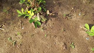 落花生の病気 Youtube