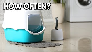 How often cats poop? Normal pooping frequency for cats