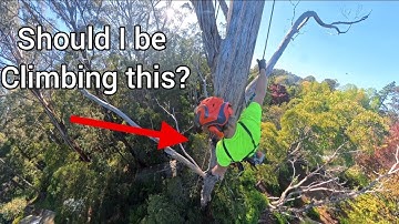 Do you have what it takes to be an Arborist? Climbers unique perspective up a very dead tree  