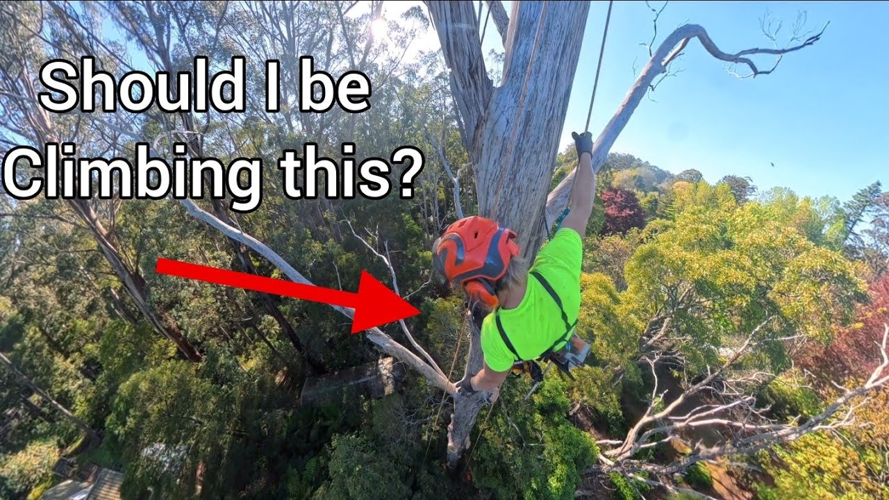 Есть ли у вас задатки арбориста? Уникальный вид на альпинистское дерево.