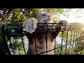 トトロみたいな猫ちゃんがフェンスをよじ登って会いに来てくれた