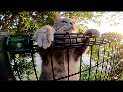 トトロみたいな猫ちゃんがフェンスをよじ登って会いに来てくれた