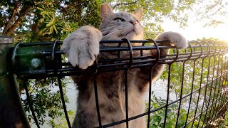 A fat gray cat climbs the fence to meet a human