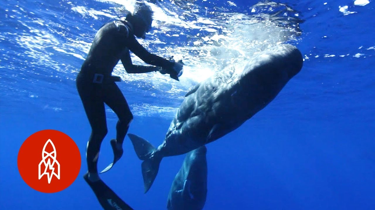 Deciphering the Secret Language of Whales