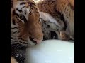 Tigers with a frozen milk brick on a hot day #TigerTreat #FrozenMilkGang #BigCatSummer #HotDayVibes