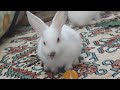 #rabbits  #rabbit Aww Cute rabbit cup - A Funny rabbit Videos Compilation cute baby animals #1