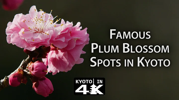 Beautiful Kyoto: Plum Blossom Viewing Spots (Kitano Tenmangū, Jōnangū & Zuishin-in) [4K] - DayDayNews