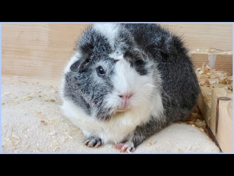Signs Your Guinea Pig Is Happy