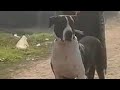 Dog fight chakwal  dog lover hazara
