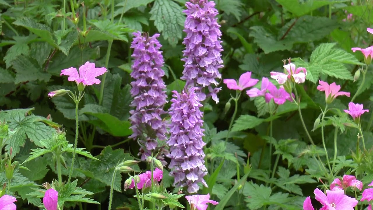 Our Wildlife Garden Video Diary for June 2025.