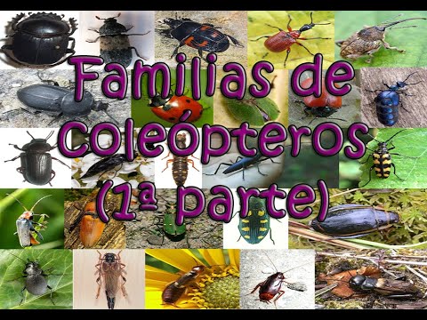 familias-de-cole-pteros-1-parte-youtube