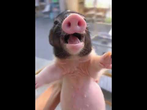 Funny animals Смішні тварини Смешные животные #2 - YouTube