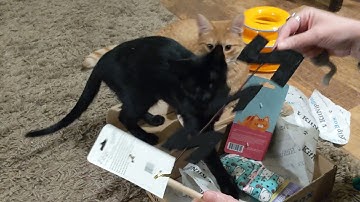 KitNipBox Subscription Box Reveal - Cat Toys EVERYWHERE!