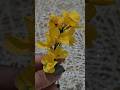 DIY Kanikonna Flowers | Vishu Special Craft #cassiafistula #vishu2026 #viralcraft