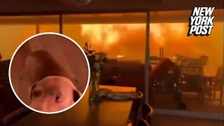 Nightmarish Video Shows Two Men And A Dog Trapped In Home Being Engulfed By Wildfire
