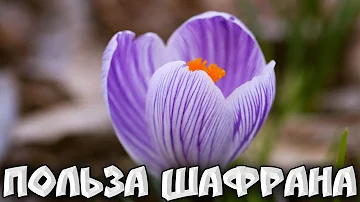 ЧЕМ ПОЛЕЗЕН ШАФРАН | Краткая История