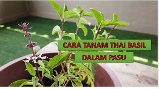 Download lagu CARA MUDAH TANAM POKOK THAI BASIL / SELASIH GUNA KERATAN BATANG