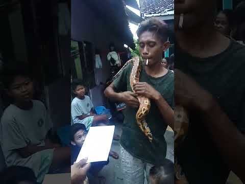 Ular Dipong asyik