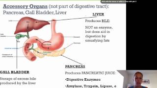 TheDigestiveSystem