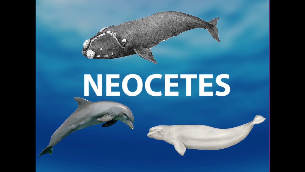 The Evolution of Cetacea