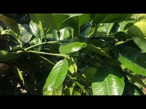 Video Cành nhện - Cành mang quả bưởi da xanh - youtube