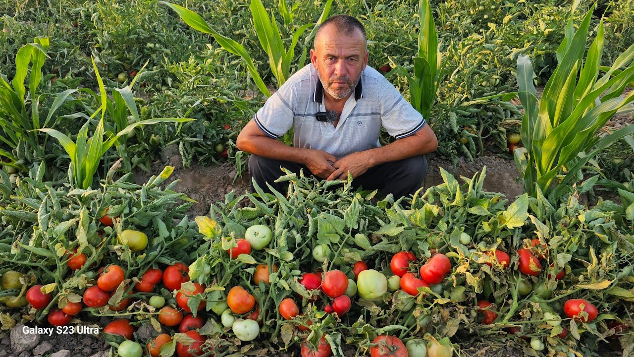 2 ГЕКТАРДАН КУНИГА 7'000'000 СУМДАН 30'000'000 СУМГАЧА ДАРОМАД. BT 1019 F1 БАРАКАСИНИ БЕРСИН.