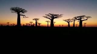 地球上唯一的猴面包树大道，小王子中的猴面包树-Baobab -Madagascar-Avenue of Baobabs