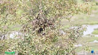 Great Horned Owl (lBubo Virginianus) 4th Visit Video Update 4/5/2024  🦉🦉🦉