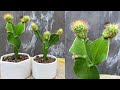 Cách ghép xương rồng vào cây quỳnh | Grafted the cactus into the Epiphyllum plant