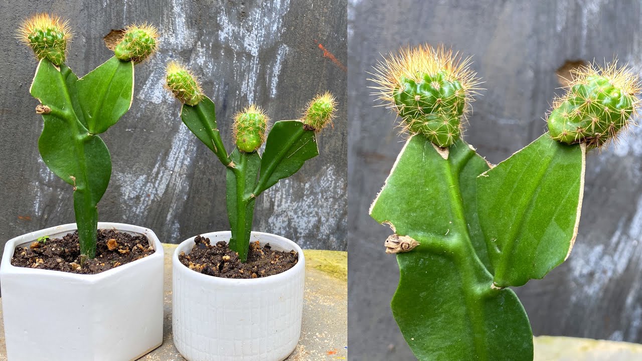 Как пересадить кактусы | Привил кактус к растению эпифиллум