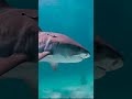 سمكة قرش معلومات اطفال ممتعة جدا