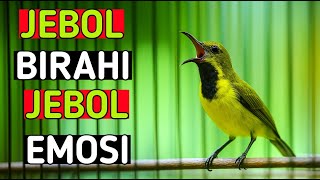 Download Lagu Ampuh menaikan biarahi sogon dan menjebol emosi sogon, pancingan untuk sogon biar gacor MP3