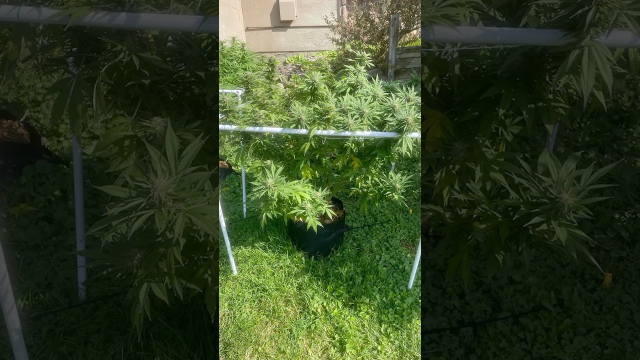 Mainline scrog super lemon haze